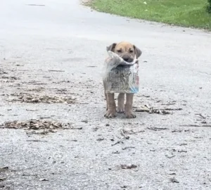 shift from shelters to sterlization: Revisiting the Stary Dog Crisis